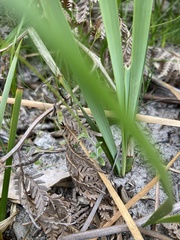 Wahlenbergia gracilenta