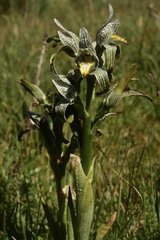 Chloraea magellanica