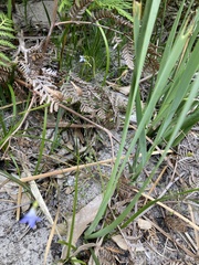 Wahlenbergia gracilenta