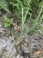 Wahlenbergia gracilenta