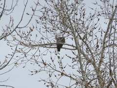 Buteo jamaicensis harlani