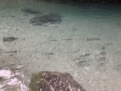 Brycon costaricensis