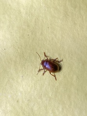 Eumolpinae