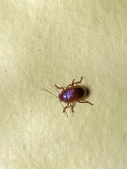 Eumolpinae
