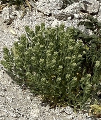 Petalonyx linearis