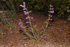 Penstemon speciosus