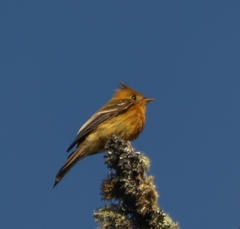 Mitrephanes phaeocercus