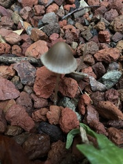 Mycena leptocephala