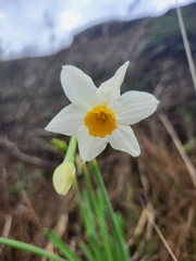 Narcissus tazetta