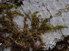 Drummondia prorepens