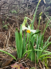 Narcissus tazetta