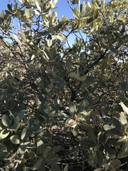 Quercus havardii