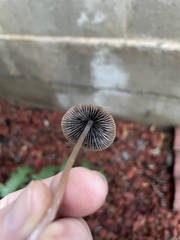 Mycena leptocephala