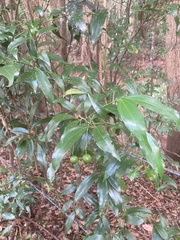 Cryptocarya