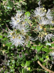 Metrosideros diffusa