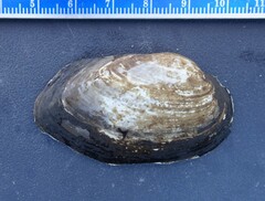 Venustaconcha ellipsiformis