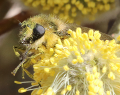 Criorhina nigripes