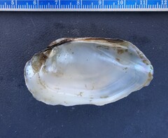 Venustaconcha ellipsiformis