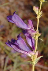 Penstemon speciosus