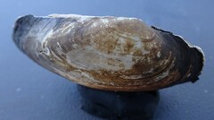 Venustaconcha ellipsiformis