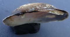 Venustaconcha ellipsiformis