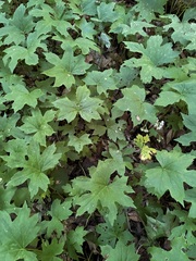 Hydrophyllum canadense