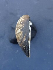 Venustaconcha ellipsiformis