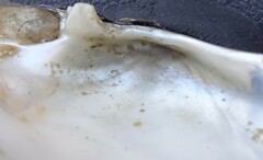 Venustaconcha ellipsiformis