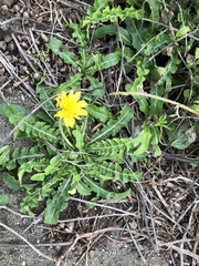 Taraxacum formosanum