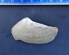 Venustaconcha ellipsiformis