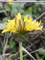 Taraxacum formosanum