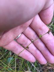 Scleria verticillata