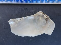 Venustaconcha ellipsiformis