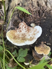 Trametes aesculi
