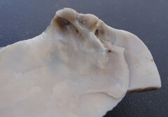 Venustaconcha ellipsiformis