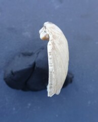 Venustaconcha ellipsiformis