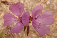 Clarkia dudleyana