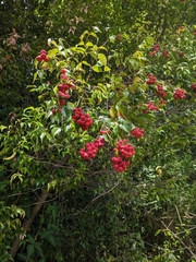 Syzygium luehmannii