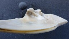 Venustaconcha ellipsiformis