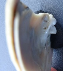 Venustaconcha ellipsiformis