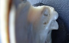 Venustaconcha ellipsiformis