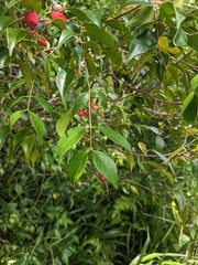 Syzygium luehmannii