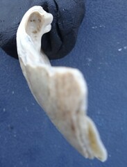 Venustaconcha ellipsiformis