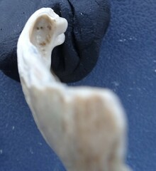 Venustaconcha ellipsiformis