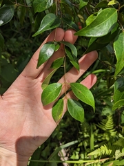 Syzygium luehmannii