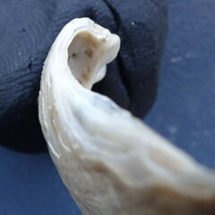 Venustaconcha ellipsiformis