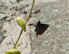 Erynnis propertius