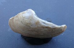 Venustaconcha ellipsiformis