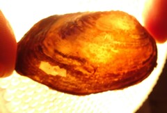 Venustaconcha ellipsiformis