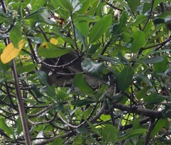 Corallus ruschenbergerii